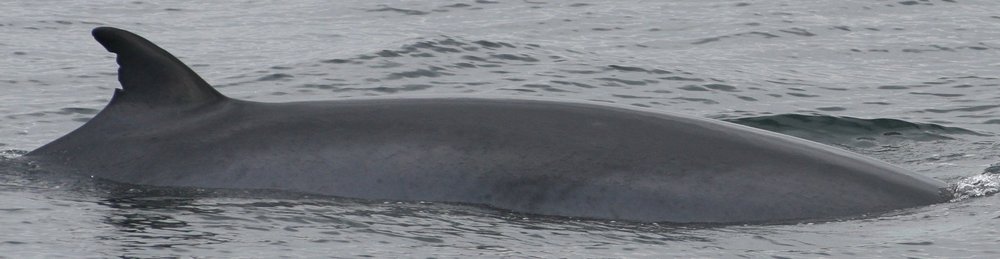 Minke whale: Kasey FD26 — Hebridean Whale & Dolphin Trust
