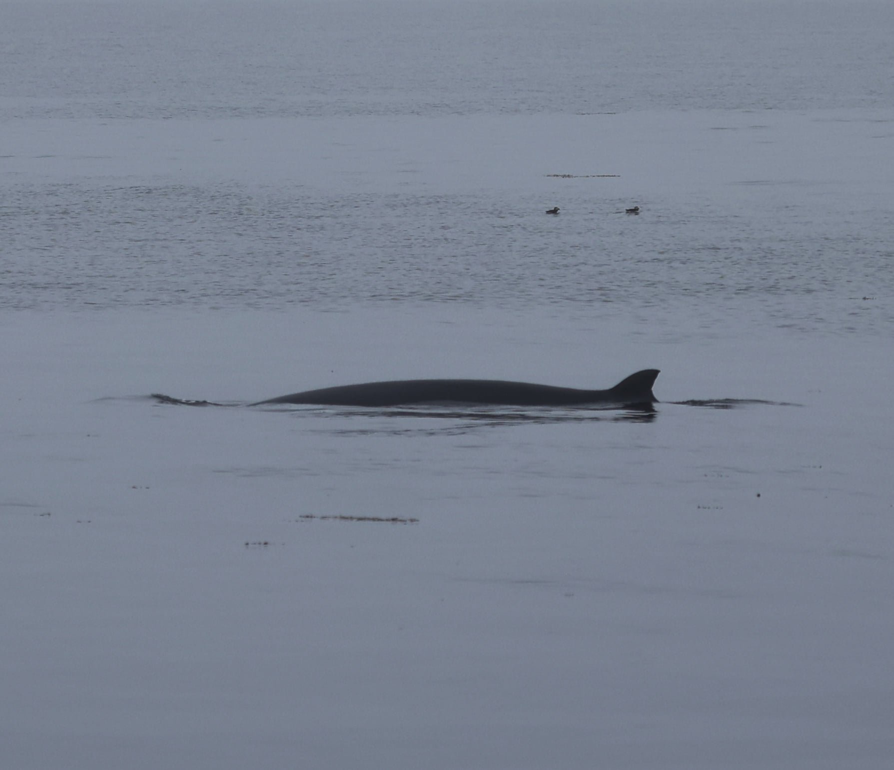 Knobble the minke whale_20210727_(c) Andy Tait (2).jpg