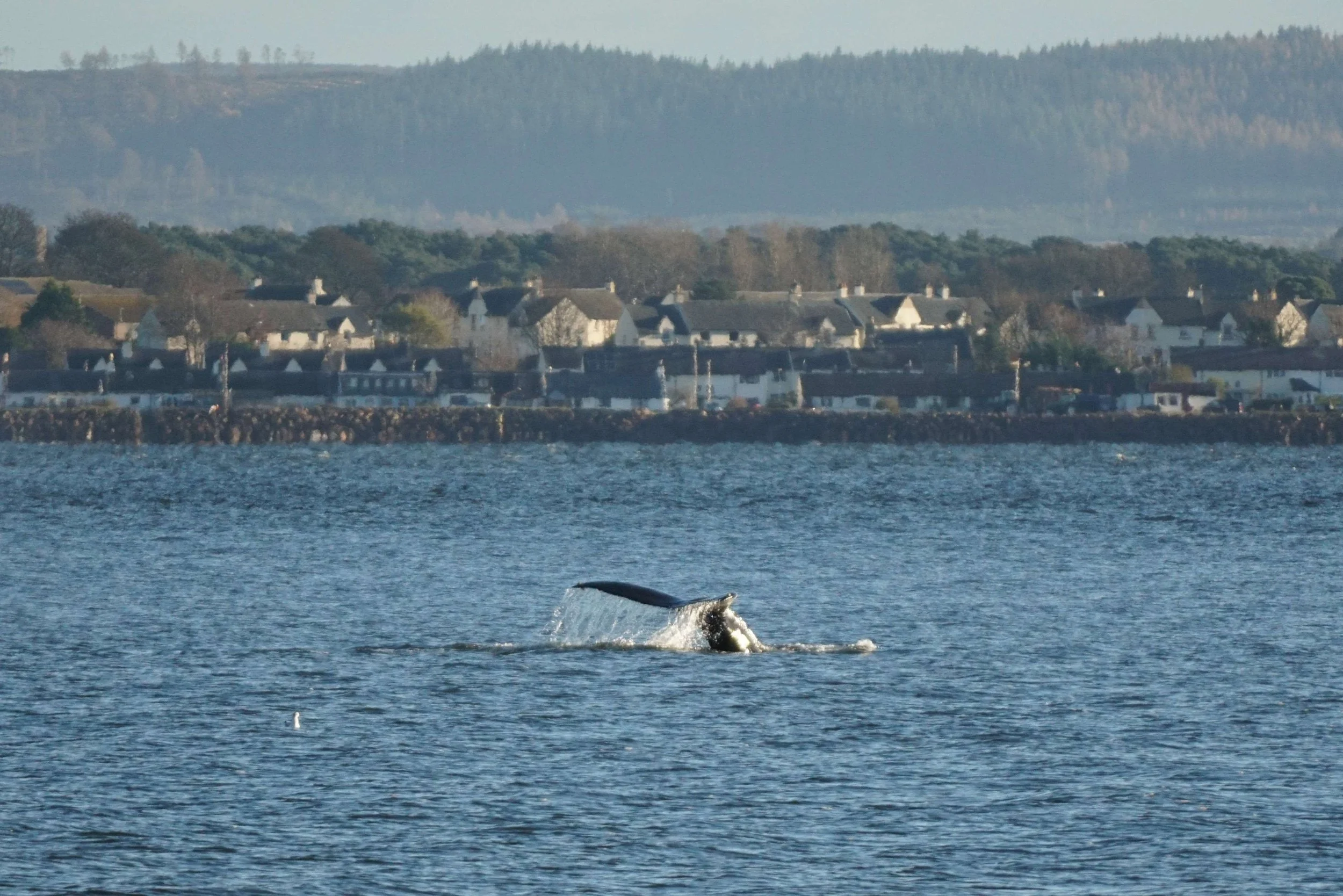 A Jam Packed Autumn for Sightings: Whale Track Summary