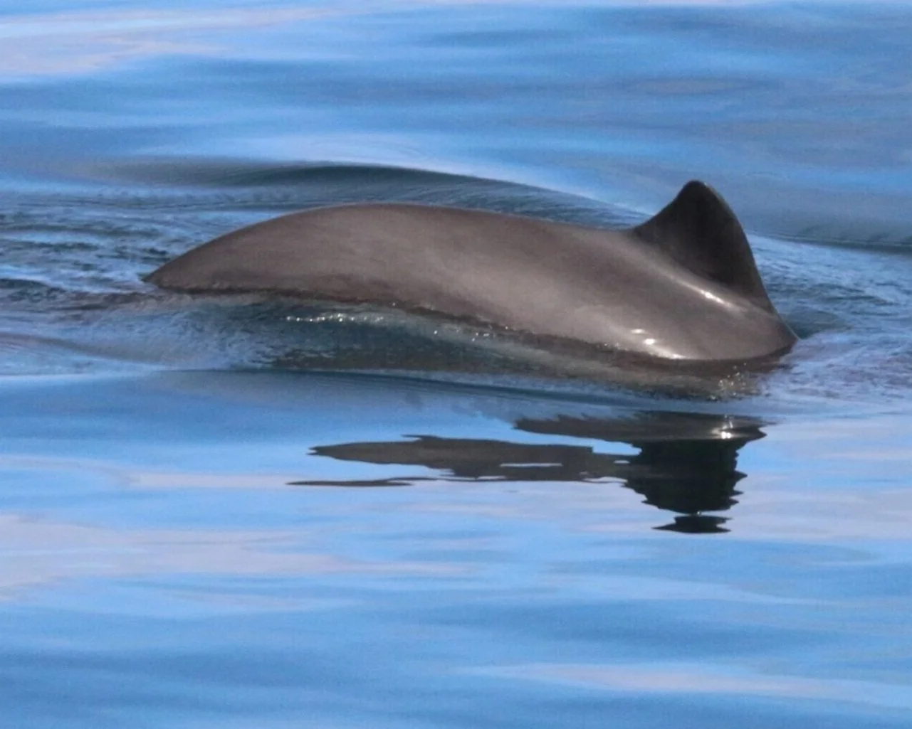 Harbour porpoises respond to chronic and repeated seal scarer noise from aquaculture