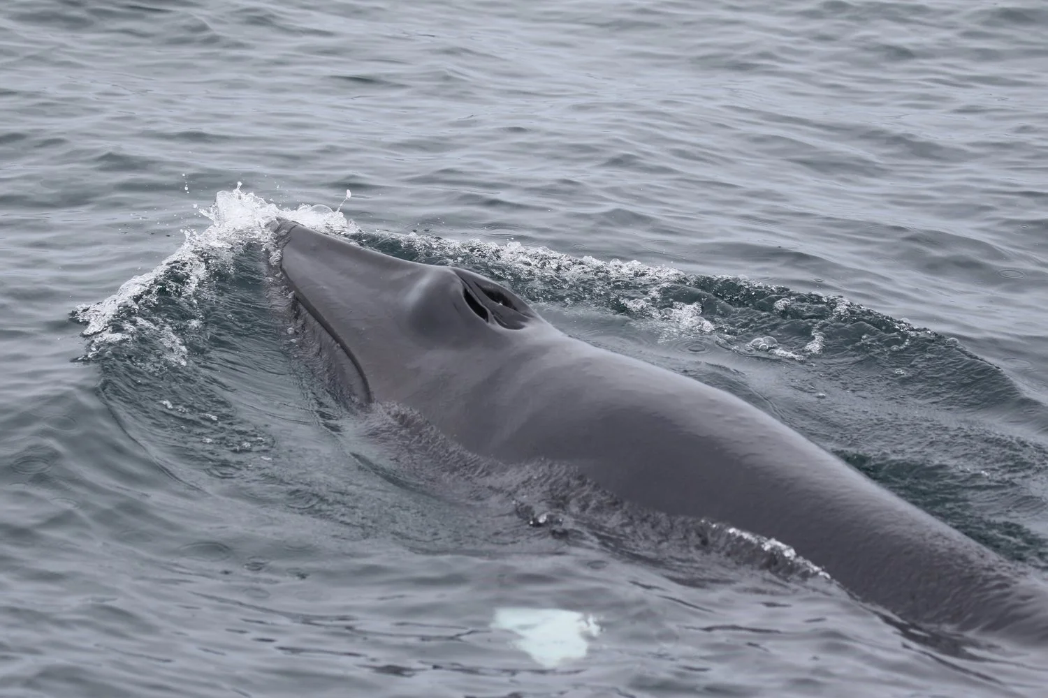 Close encounters of the whale kind…