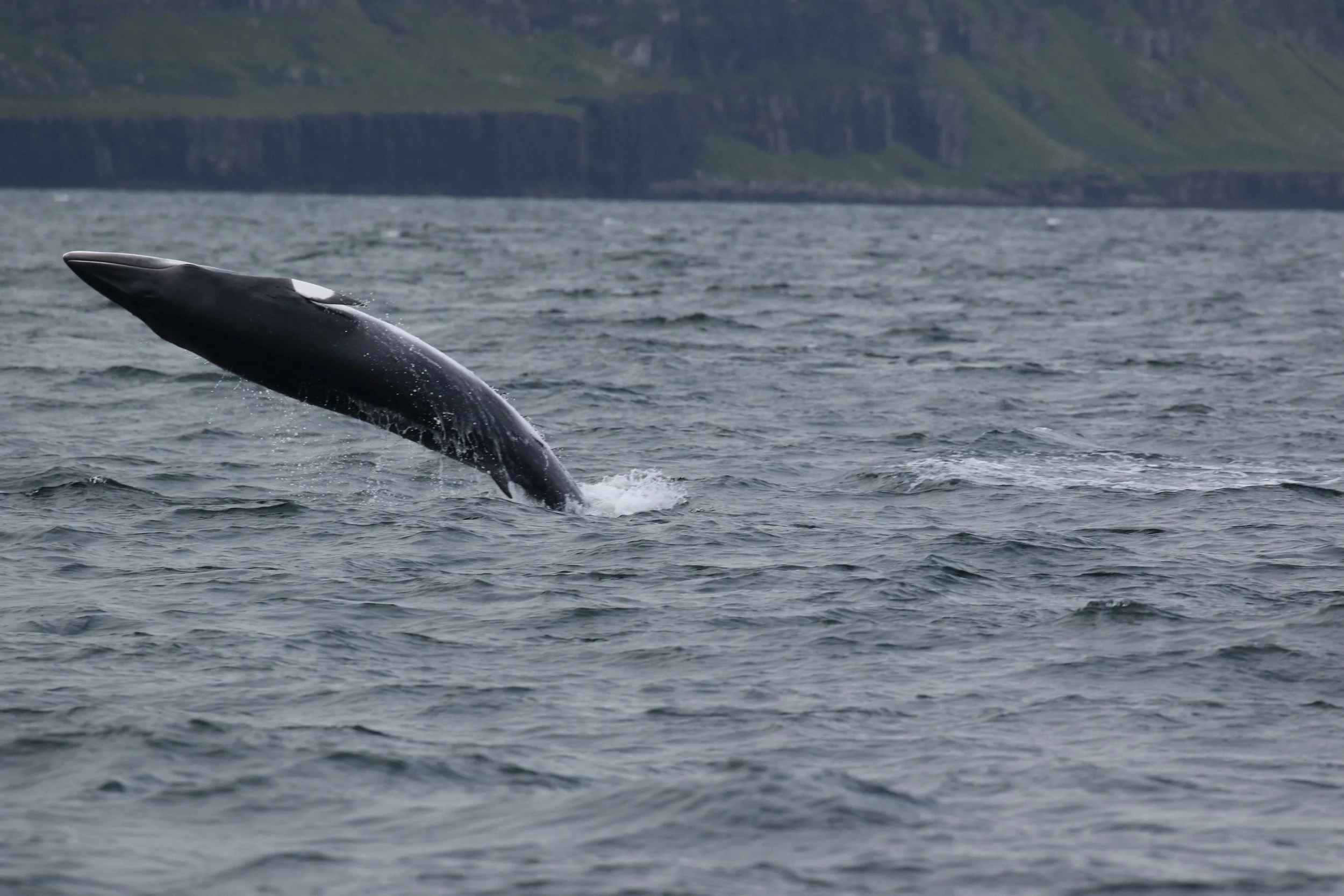 Research Expedition HWDT05: 06 - 14 June 2026