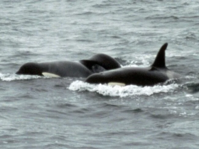 Conflict between humans and killer whales