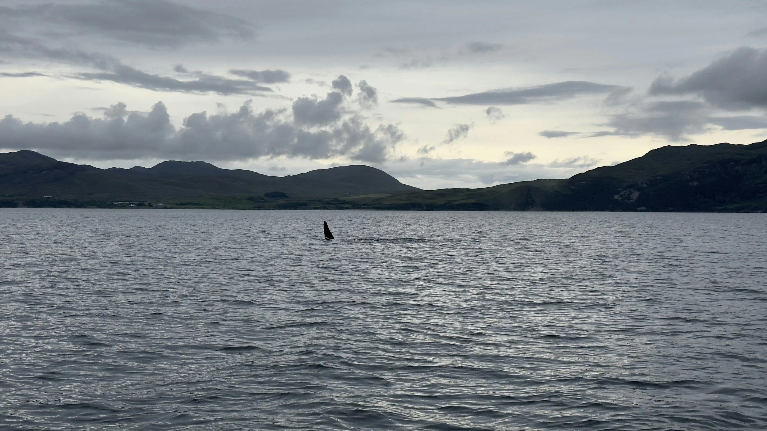 A Record-Breaking Wet Summer: Whale Track Summary