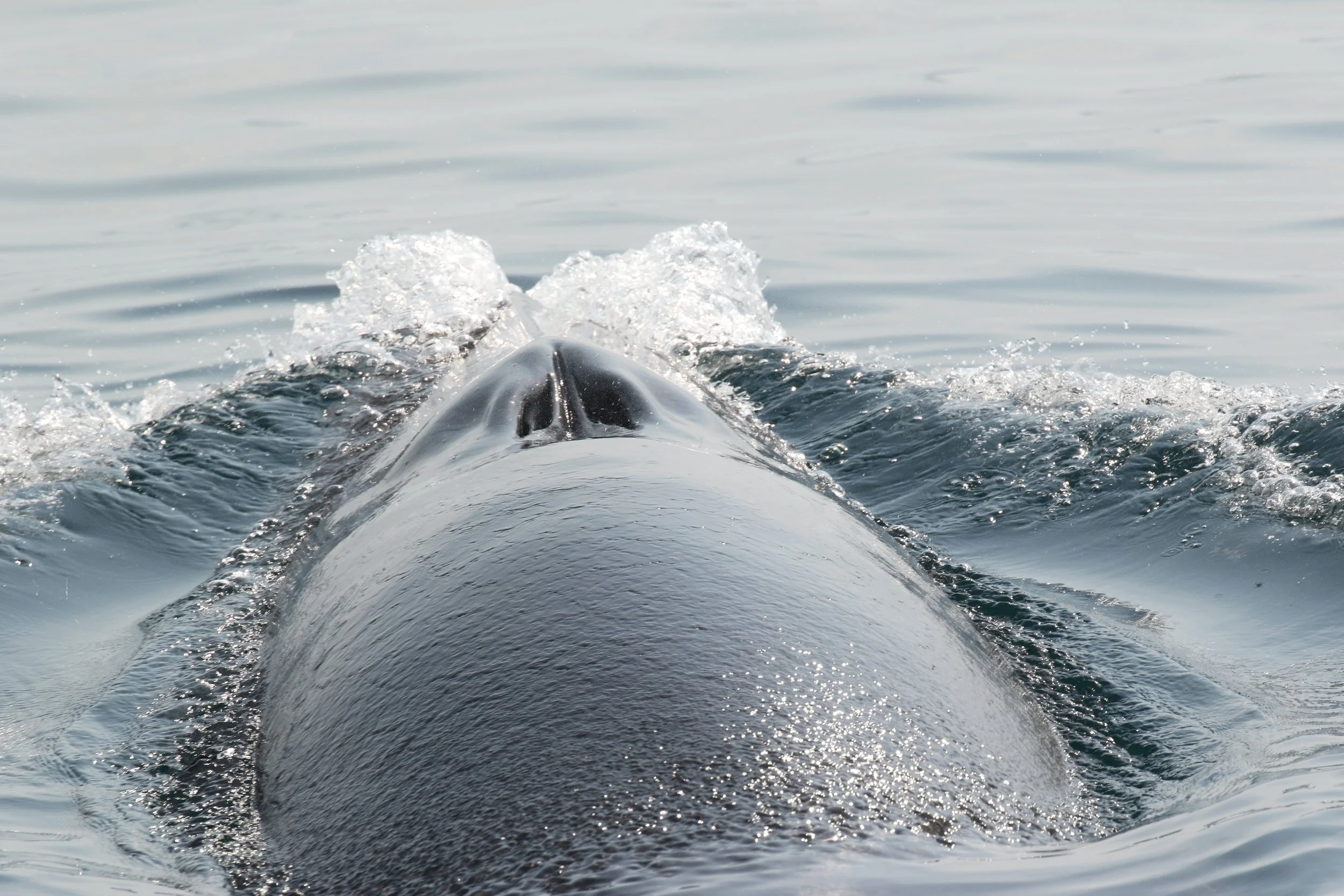 Big Love for the Ocean's Giants