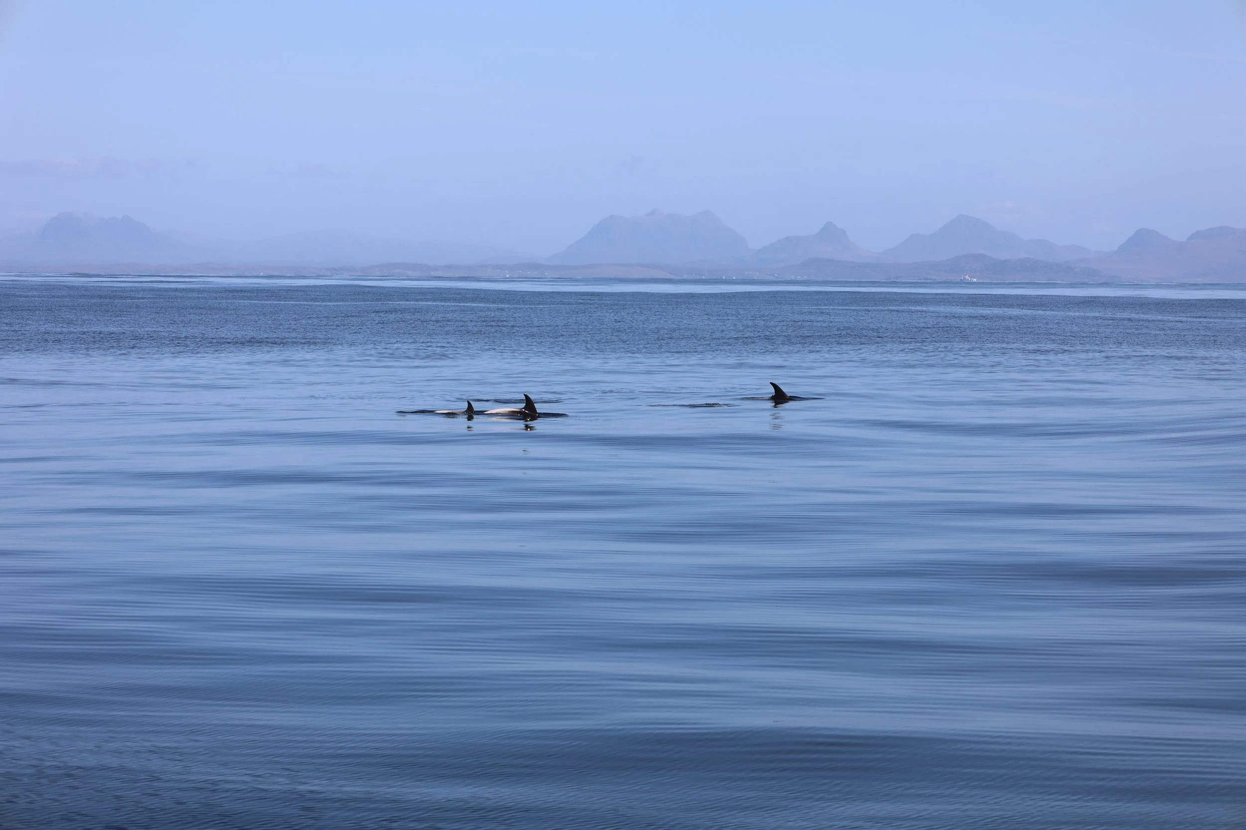 Shared Seas, Shared Responsibility: Reducing Disturbance for Scotland’s Marine Life