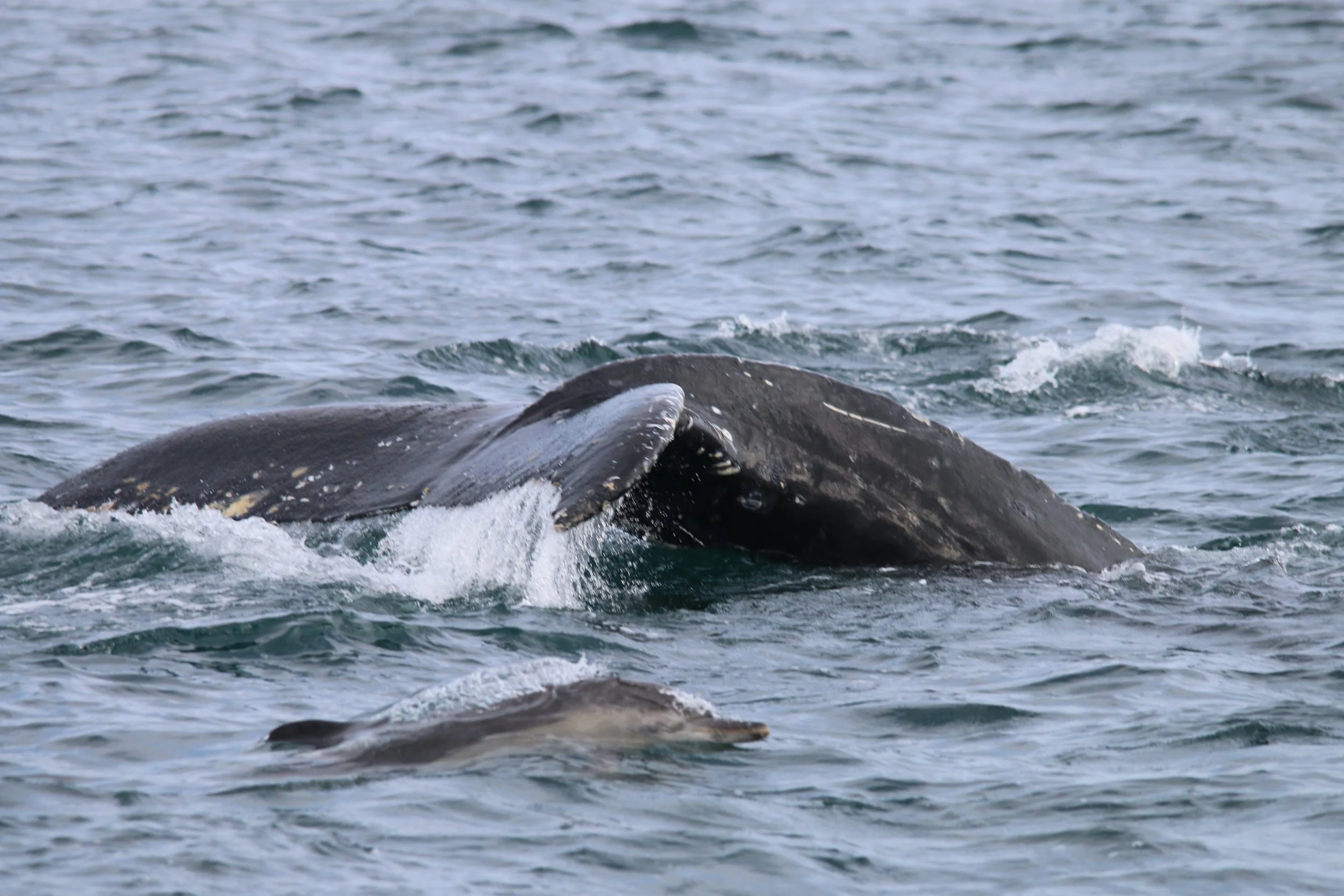 Biodiversity beneath the waves: 24 cetaceans of Scotland