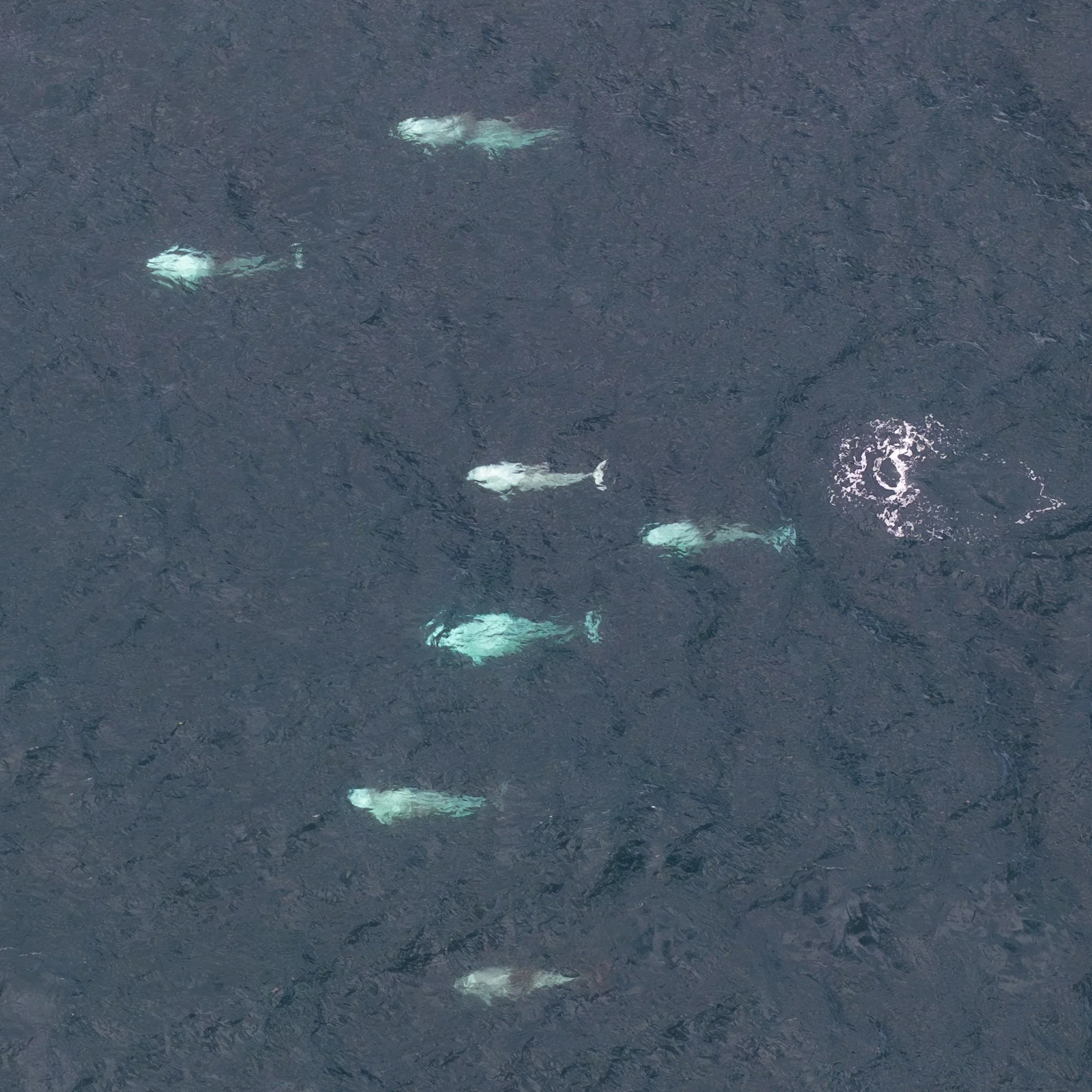 An Action Packed Spring: Whale Track Summary