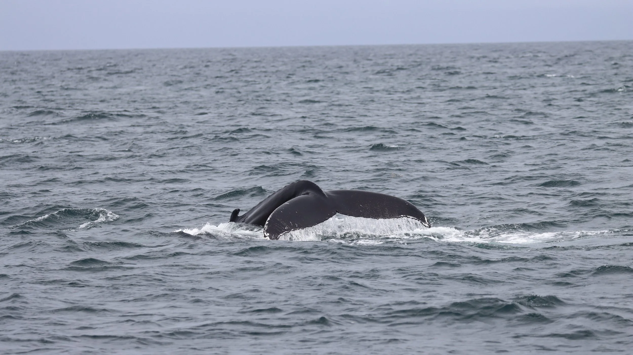 First humpback whale encountered during 2025 field season! 