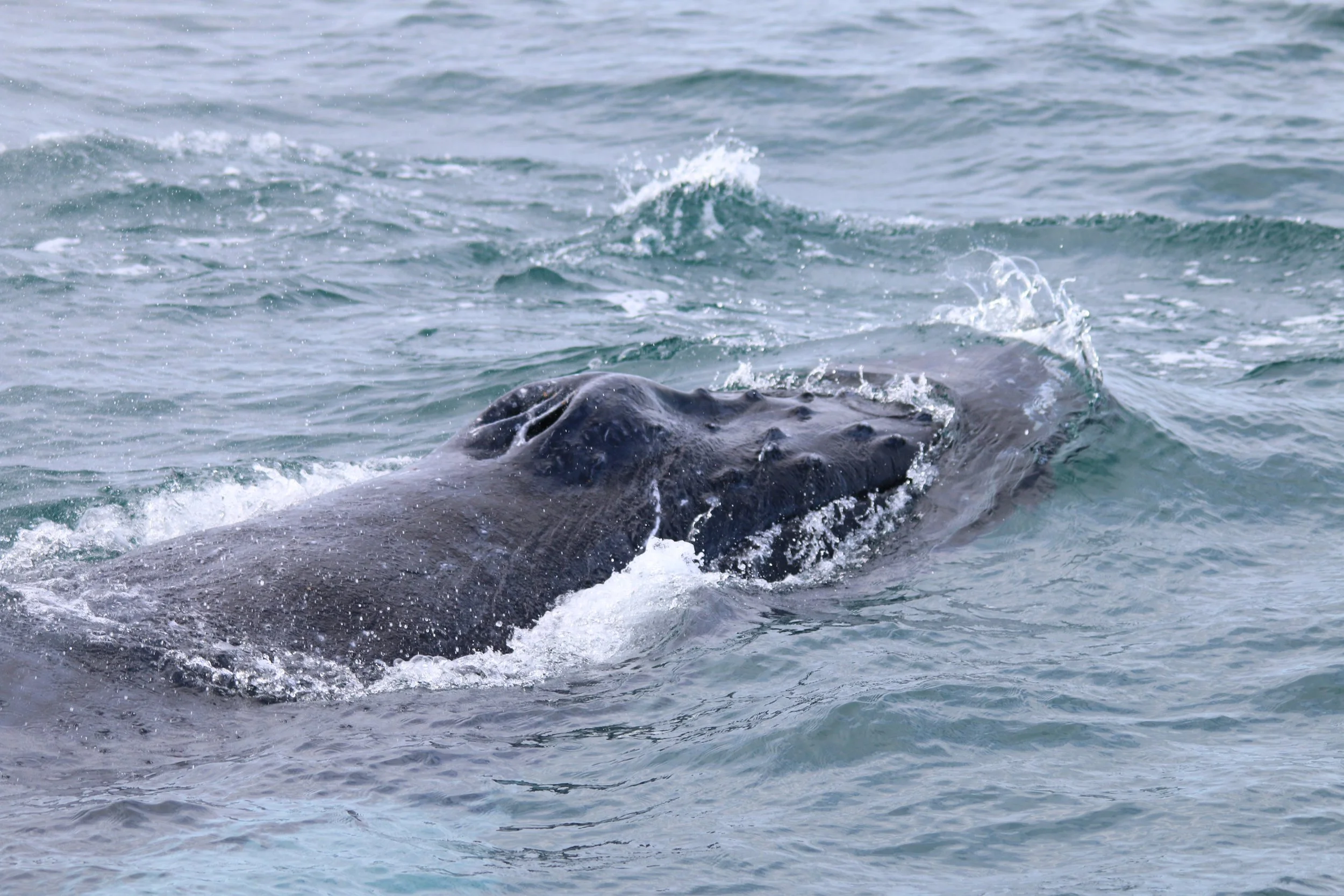 Community scooping whale poop to study the diet of whales in Scotland