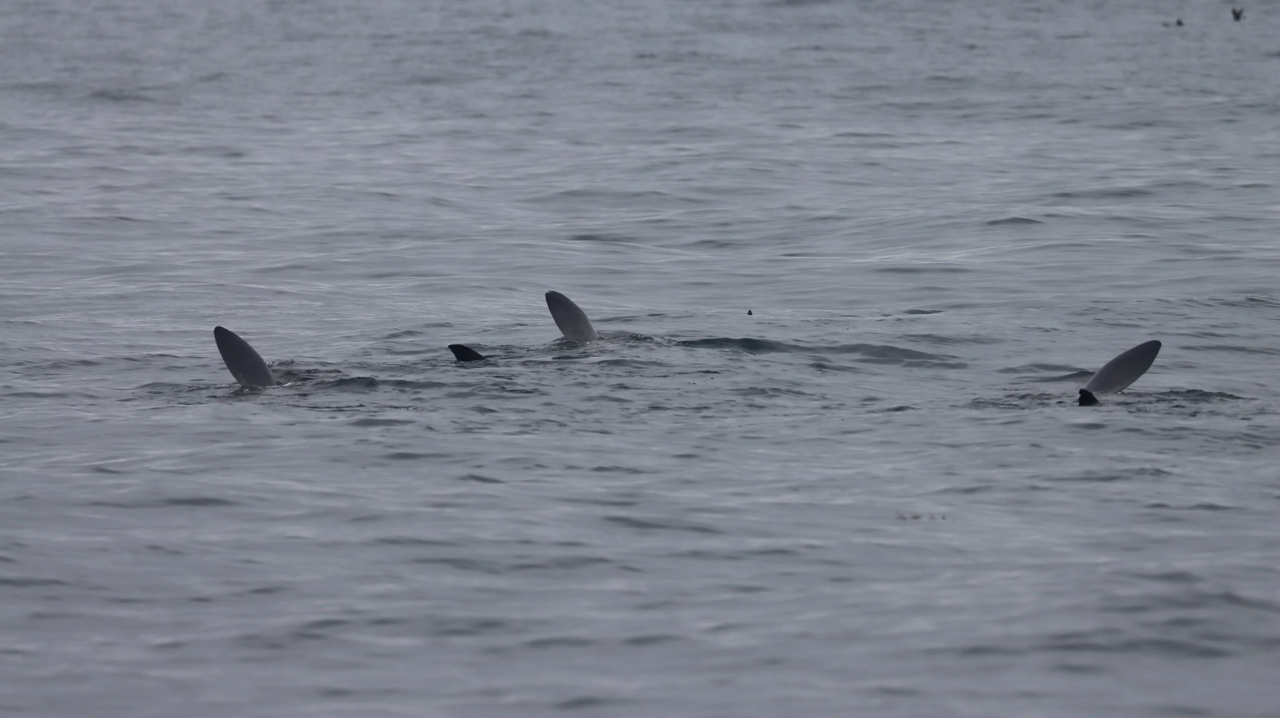 Guess who’s back? Basking Sharks encountered during latest research expedition!