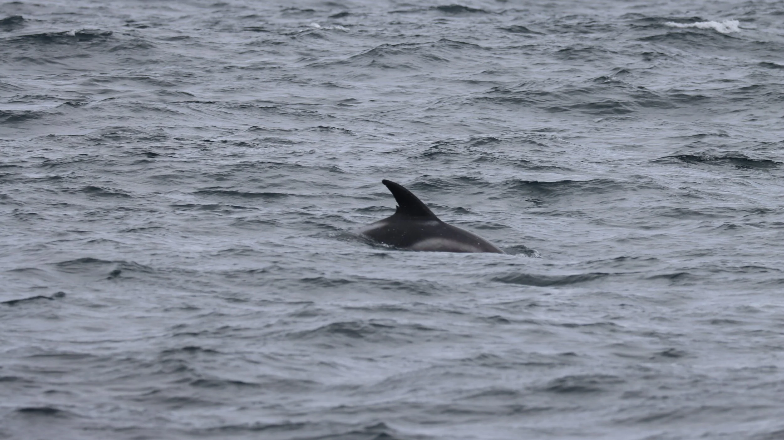 Basking sharks, white beaks and celebratory cinnamon swirls on our first teen team of 2025