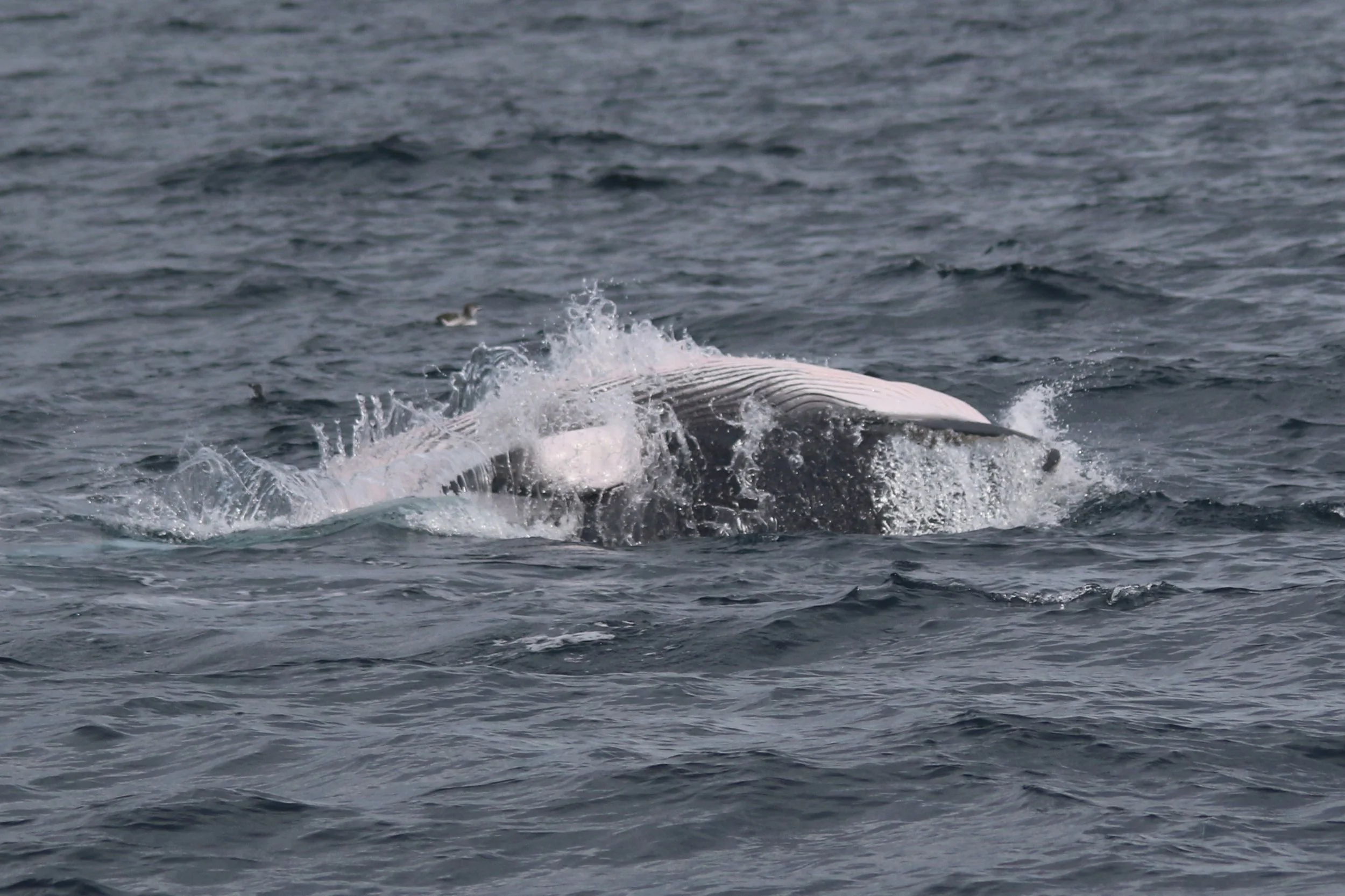 A Lap of Lewis: Exploring Scotland’s Wild West Coast