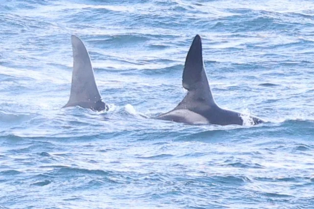ORCA-FINS.jpeg