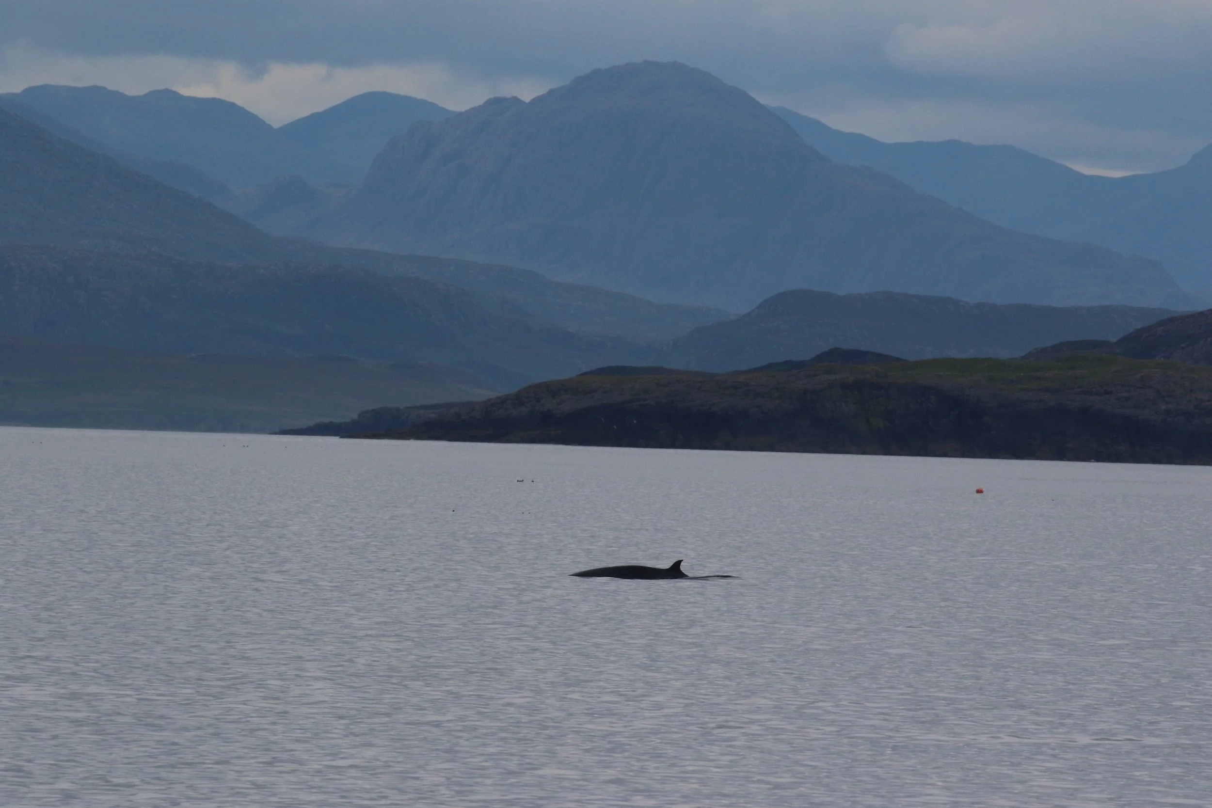 Scotland’s Seas cannot wait: Government postpones MPA protection yet again