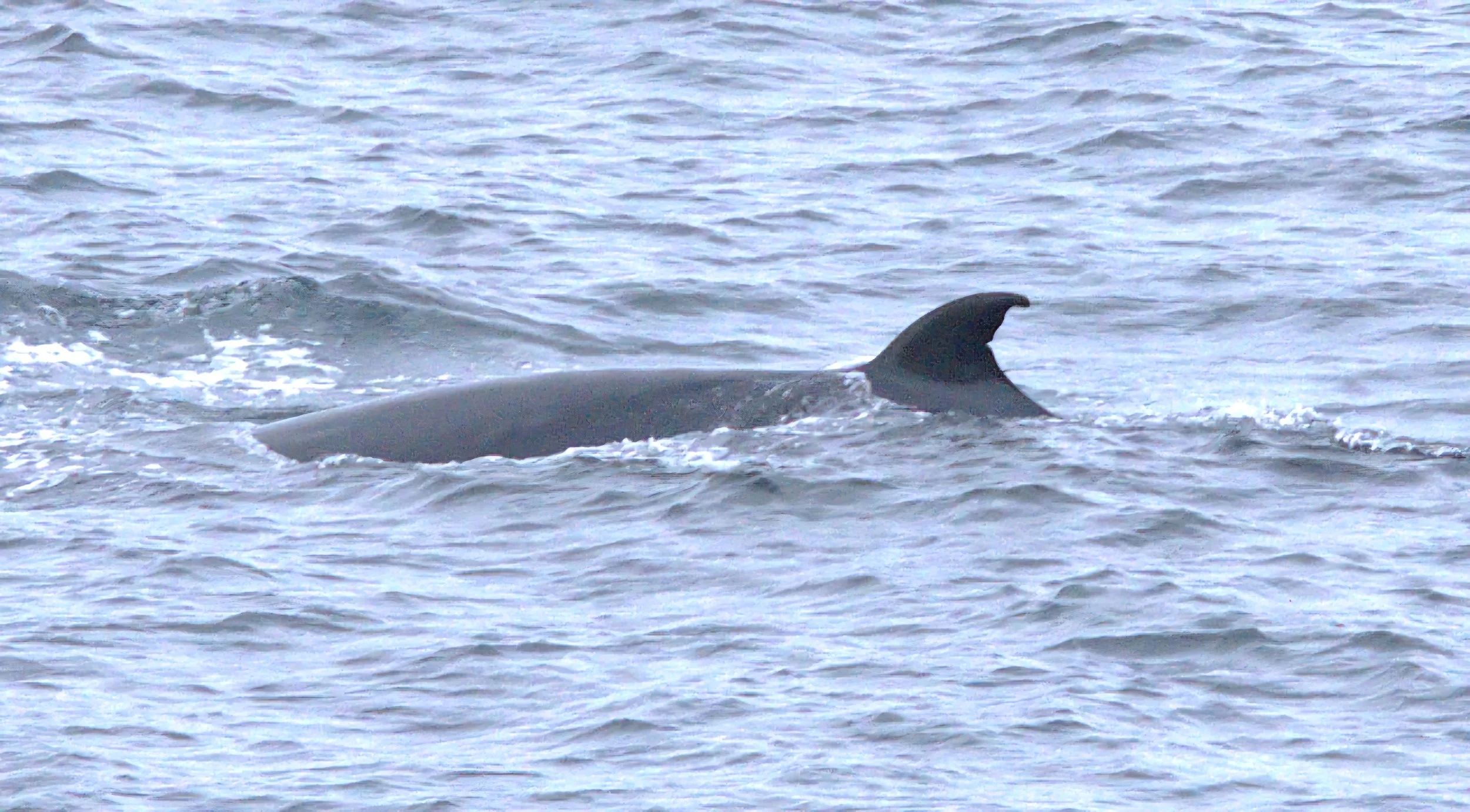 A distinctive minke whale reported off Tiumpanhead, Isle of Lewis