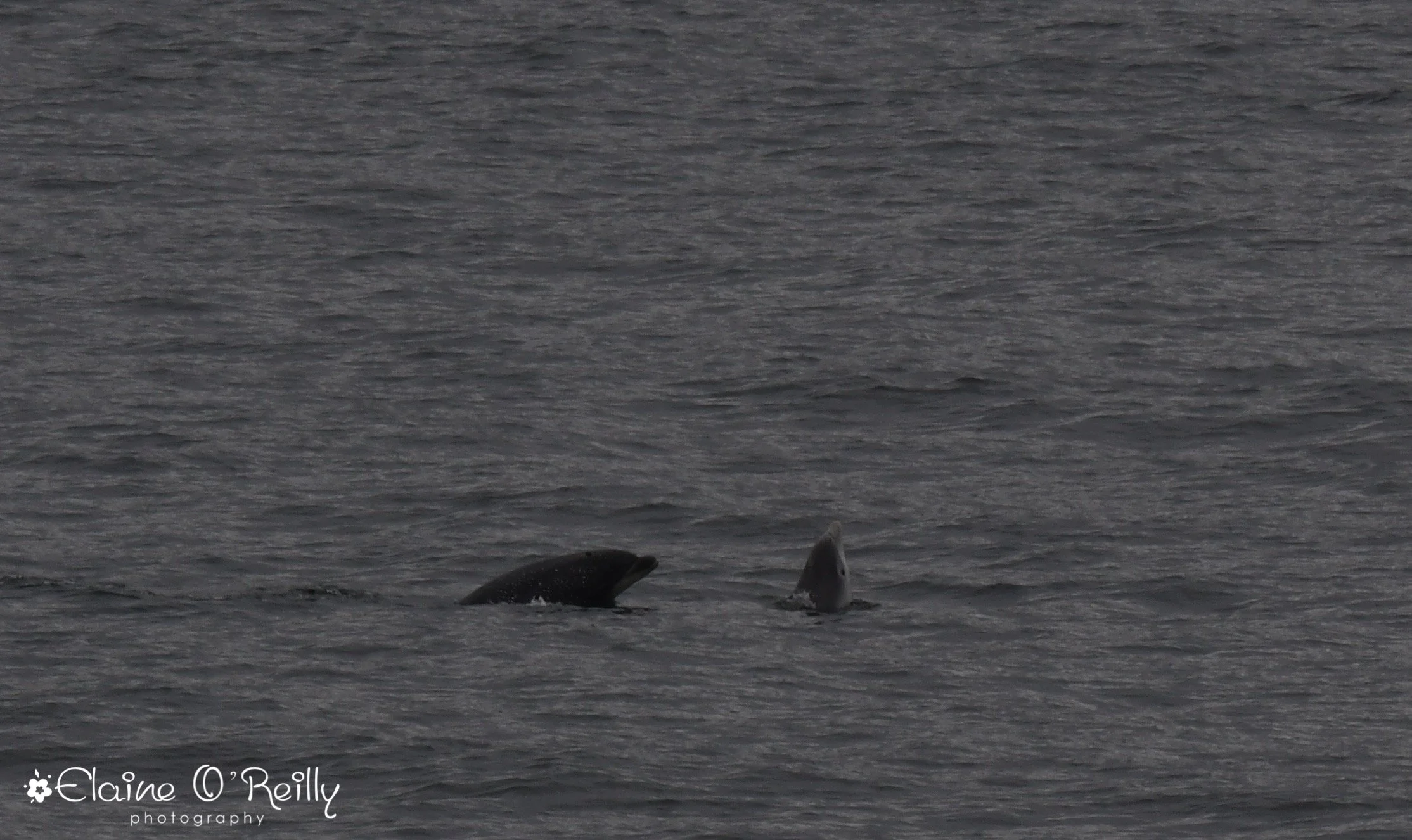 Bottlenose dolphins in Wymess Bay