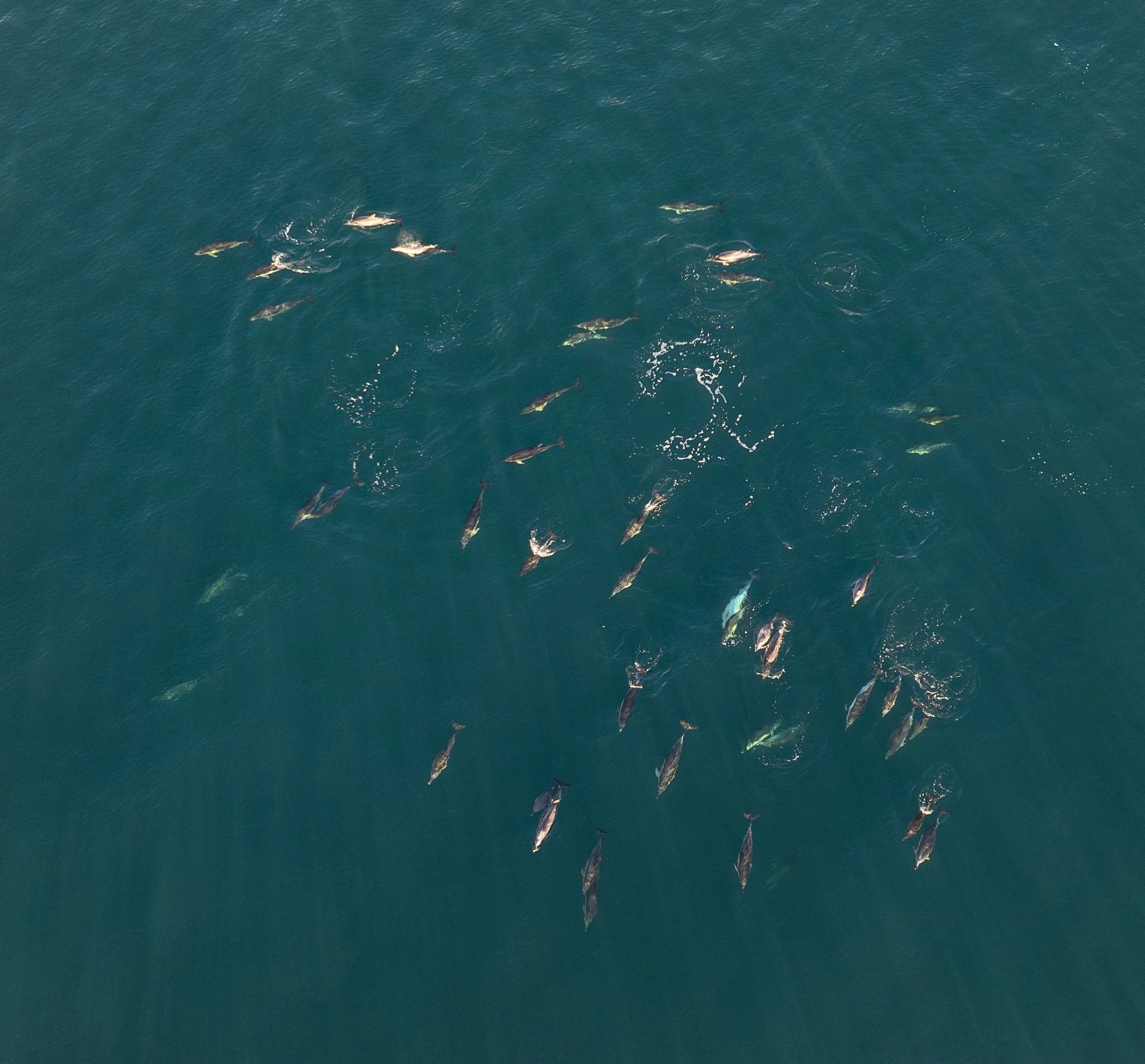 Common dolphins off Thurso in January 