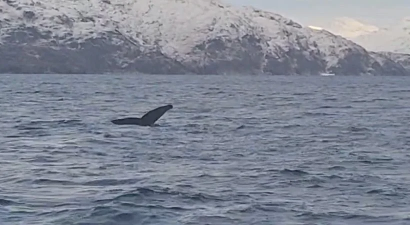 Sperm whale off Skye in January 