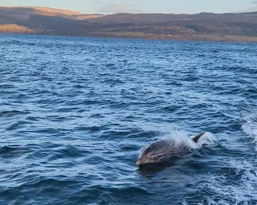 Bottlenose dolphins off Fishnish in the Sound of Mull