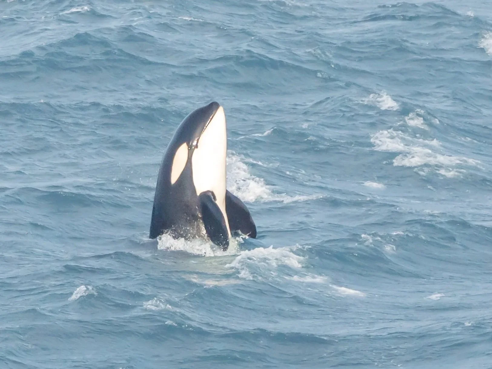 Members of the 169s pod and a few of the 64s pod were reported in a group off John o’ Groats 