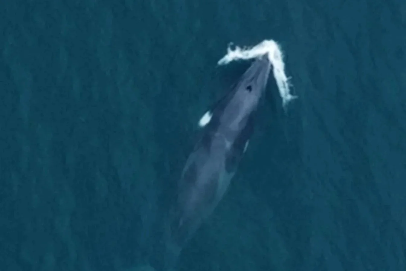 Minke whale off Ardnamurchan