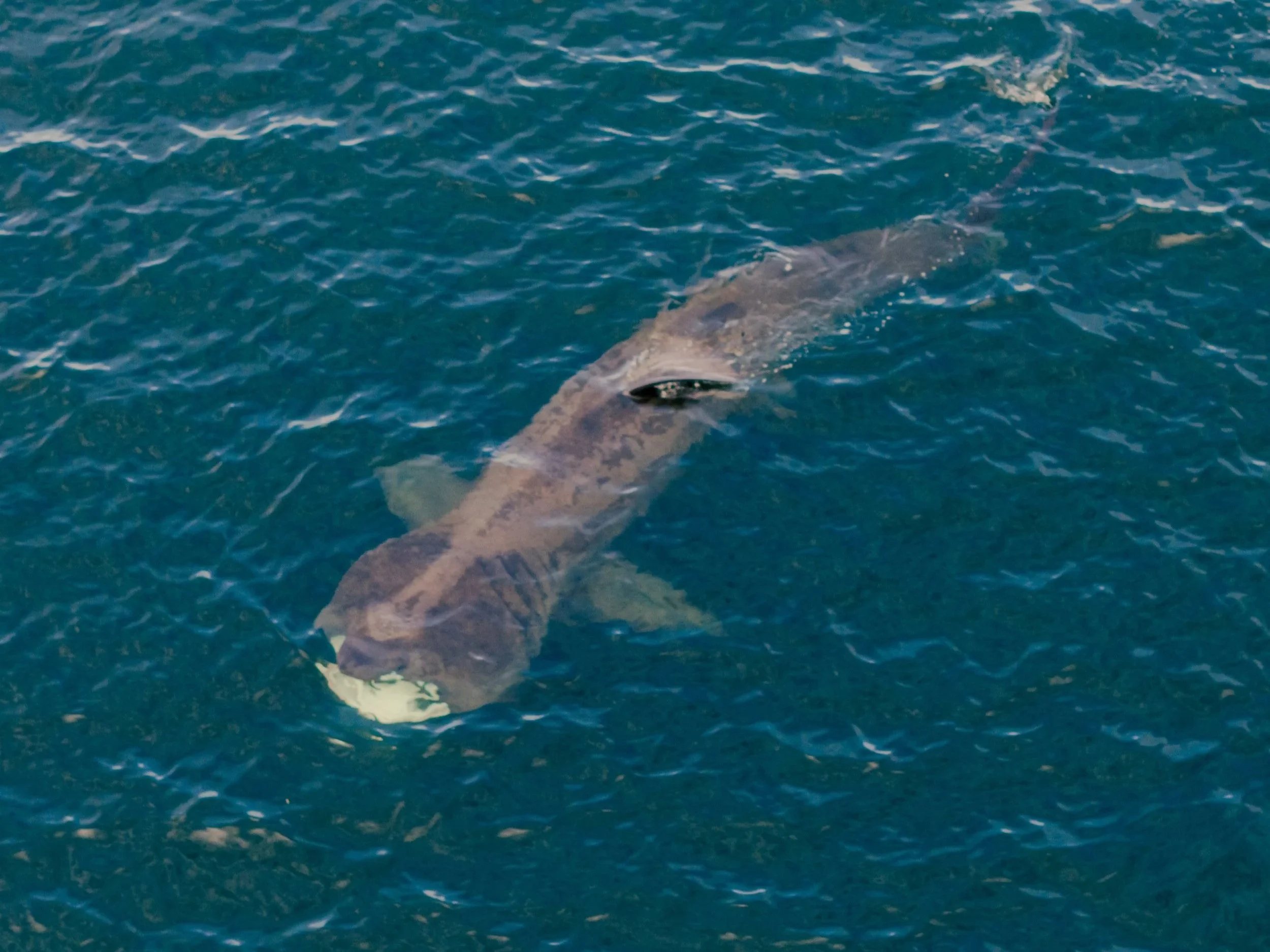 A basking shark off Nairn in the Moray Firth