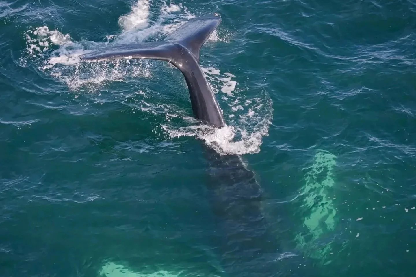 There were a number of humpback whale sightings off Skye early in the year