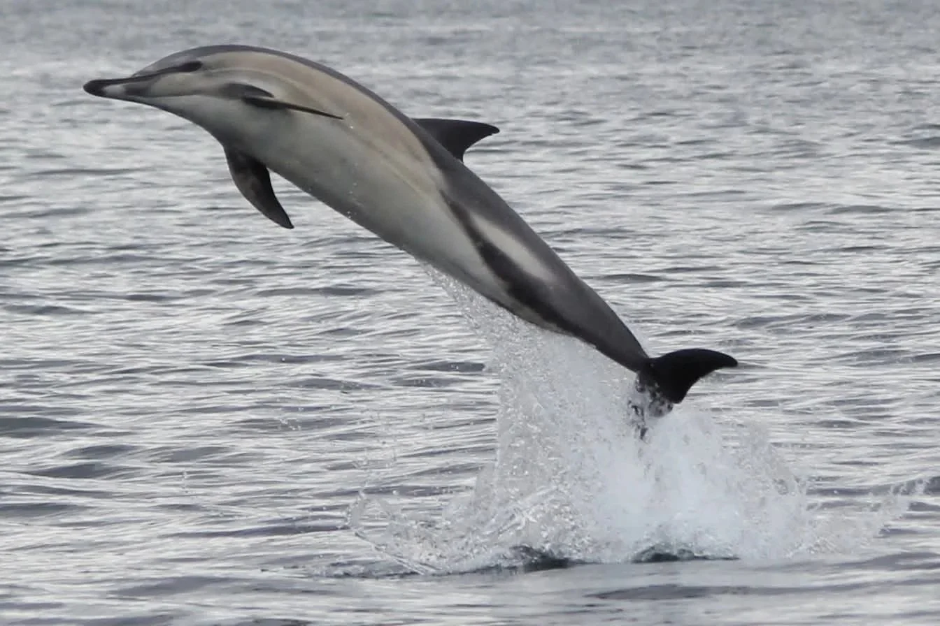 Leaping common dolphin in the Sound of Sleat
