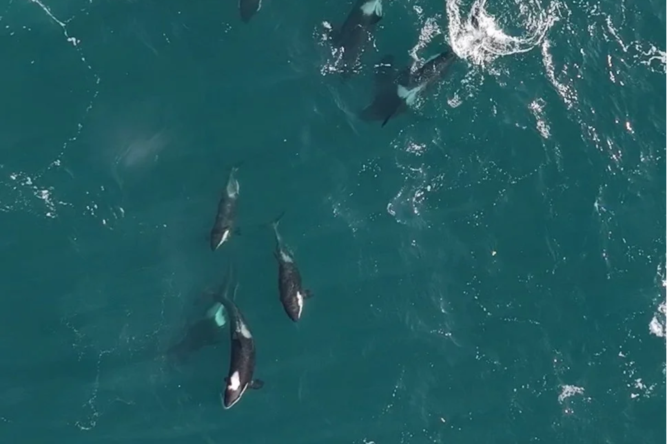 Killer whales off Wick in March