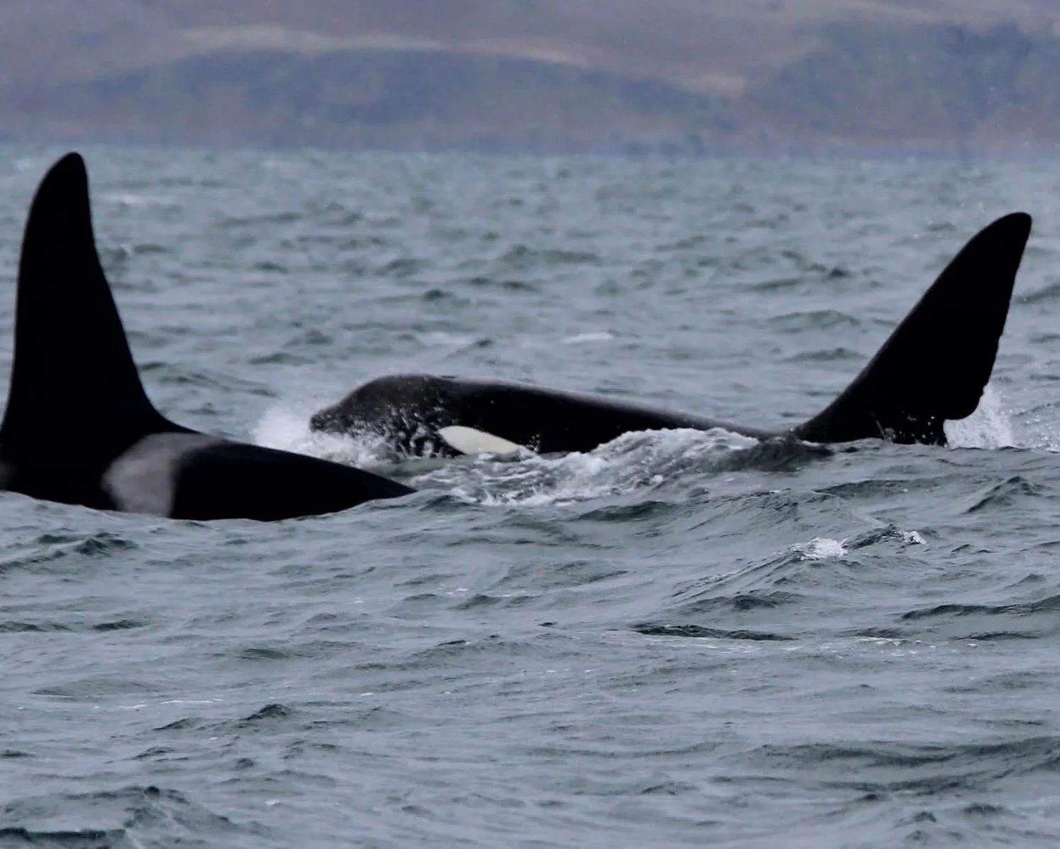 Over 100,000 whales, dolphins, porpoises and other marine megafauna recorded in Scotland’s seas