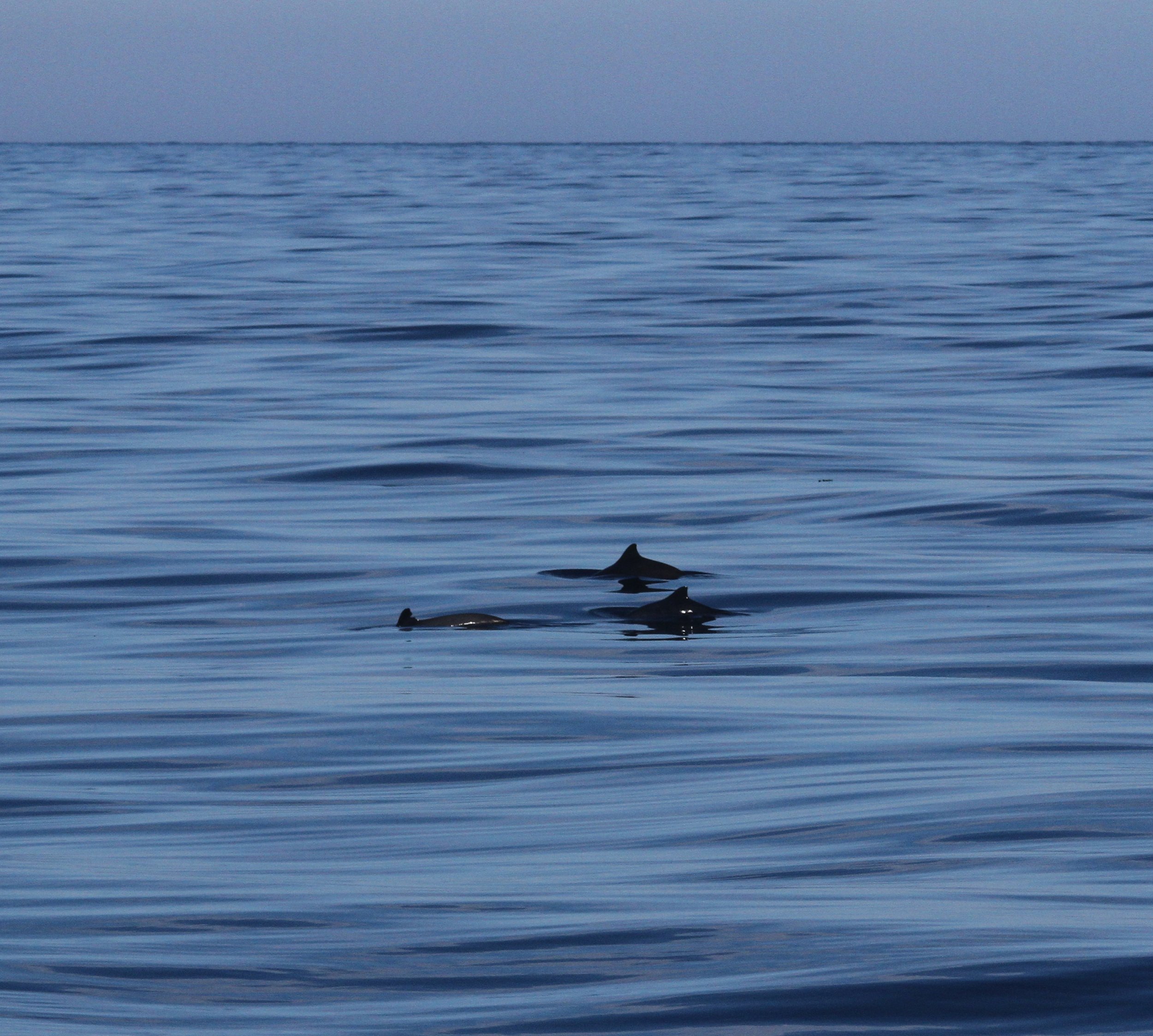 porpoises 2020.jpg