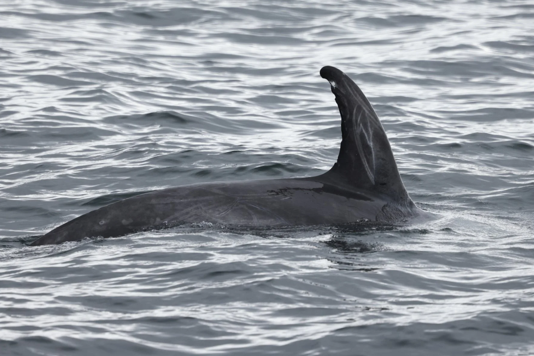 Six cetacean species in one magical day! — Hebridean Whale & Dolphin Trust