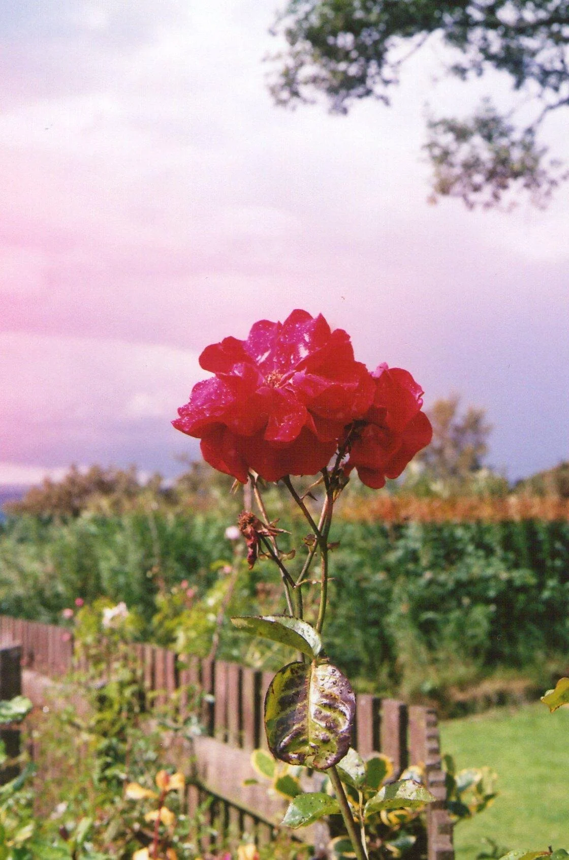 Rose.jpg