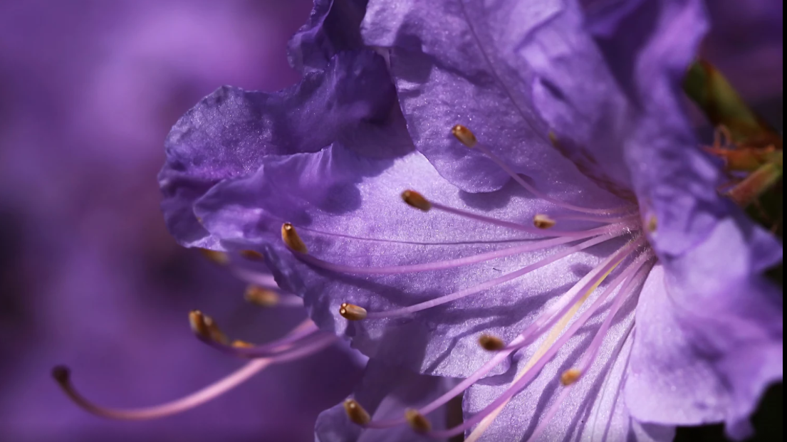 purple.png