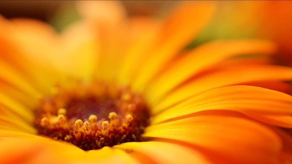 orange nature.png