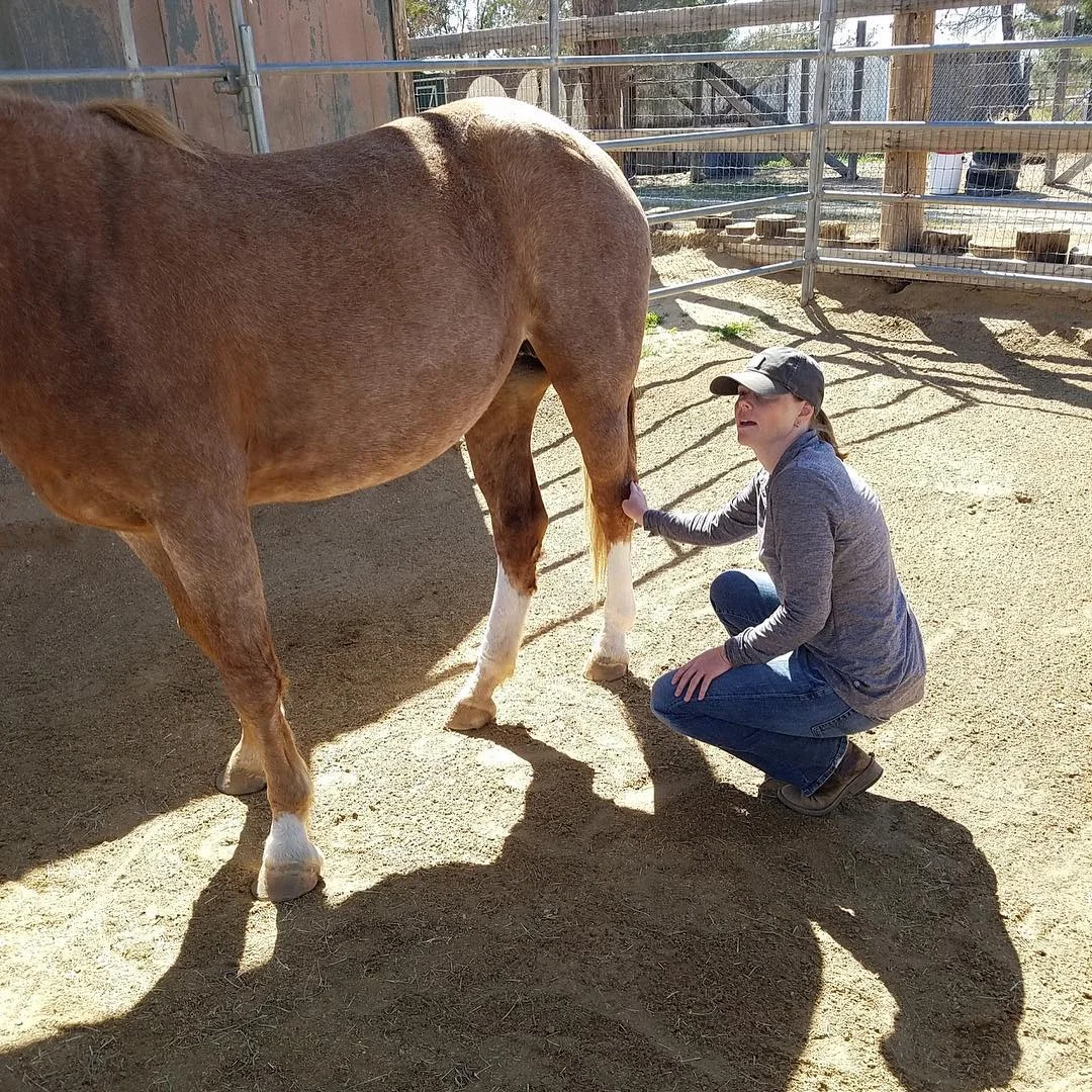 One of the clinic participants trying out Masterson Method techniques on one of the rescued horses at Lifesavers.