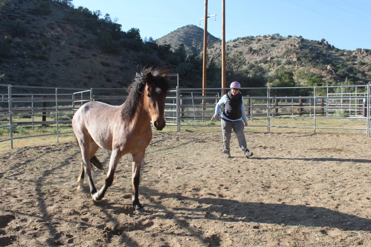 Marie is guiding a wild rescued mustang in a round pen using simple gestures.