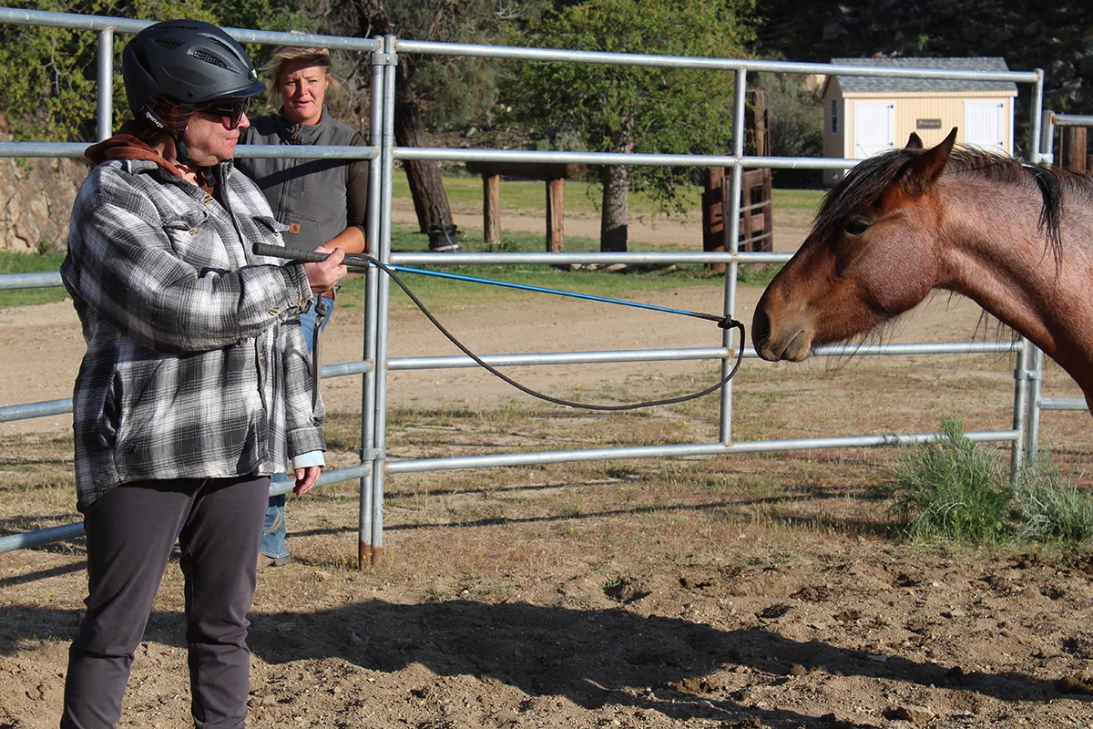 Cari is showing a wild rescued mustang a carrot stick for the first time, allowing the horse to get comfortable with it so they can use it together in training.