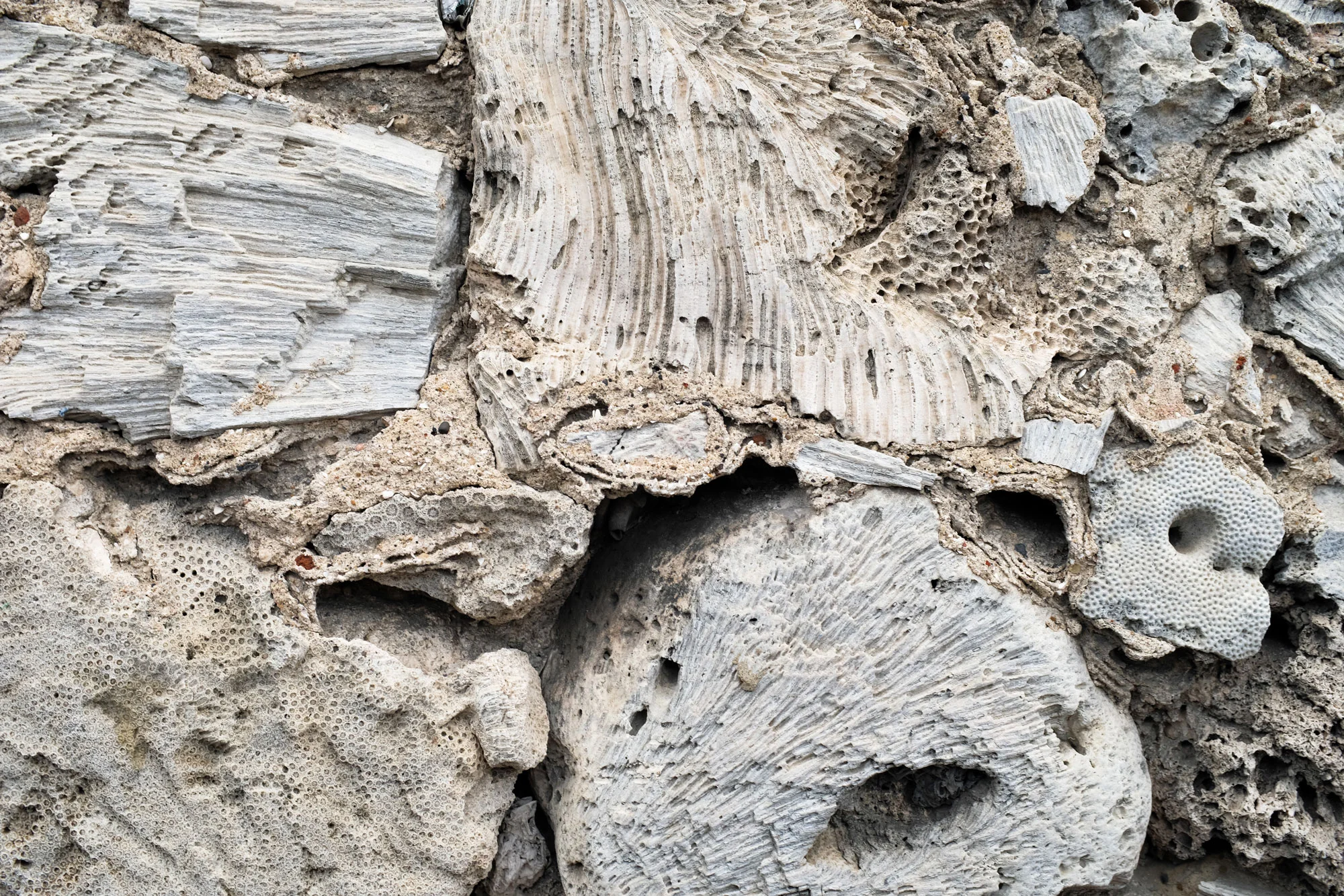 Real coral walls. You know I love me some close up textures.