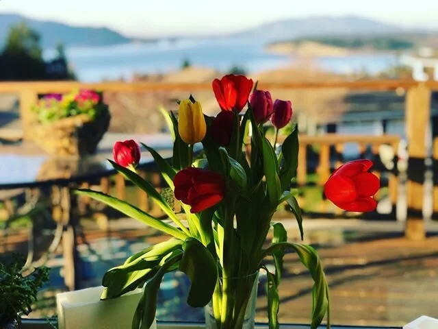 Early Spring Tulips 🌷