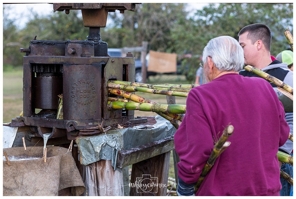 Feeding the Cane - A Florida Cane Grinding - Ashley Corinne Photography