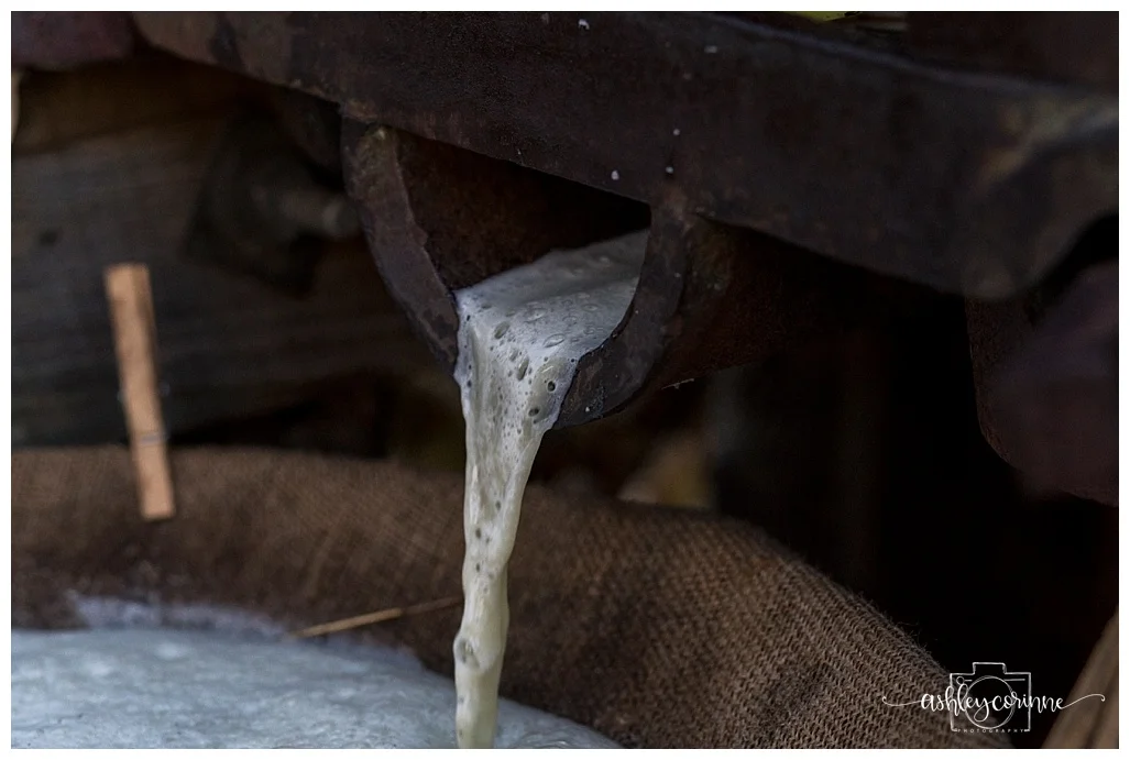 Juice - A Florida Cane Grinding - Ashley Corinne Photography