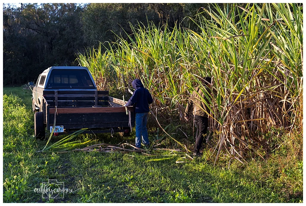 In the Field - A Florida Cane Grinding - Ashley Corinne Photography