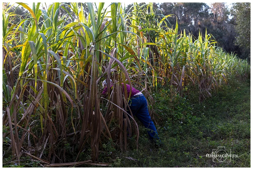 Lost In the Field - A Florida Cane Grinding - Ashley Corinne Photography