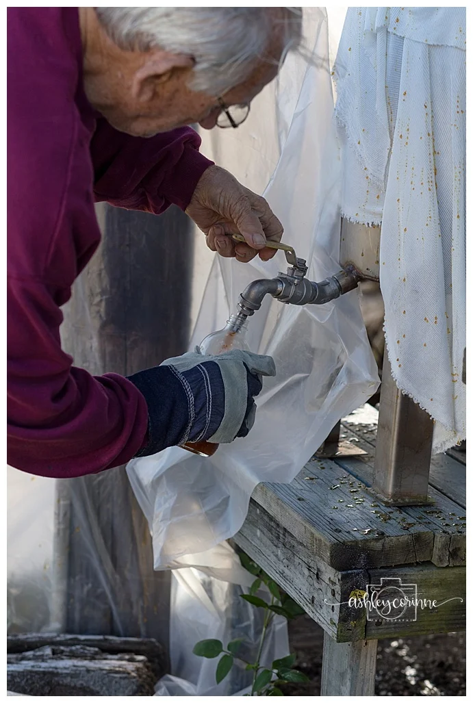 Bottling Syrup - A Florida Cane Grinding - Ashley Corinne Photography