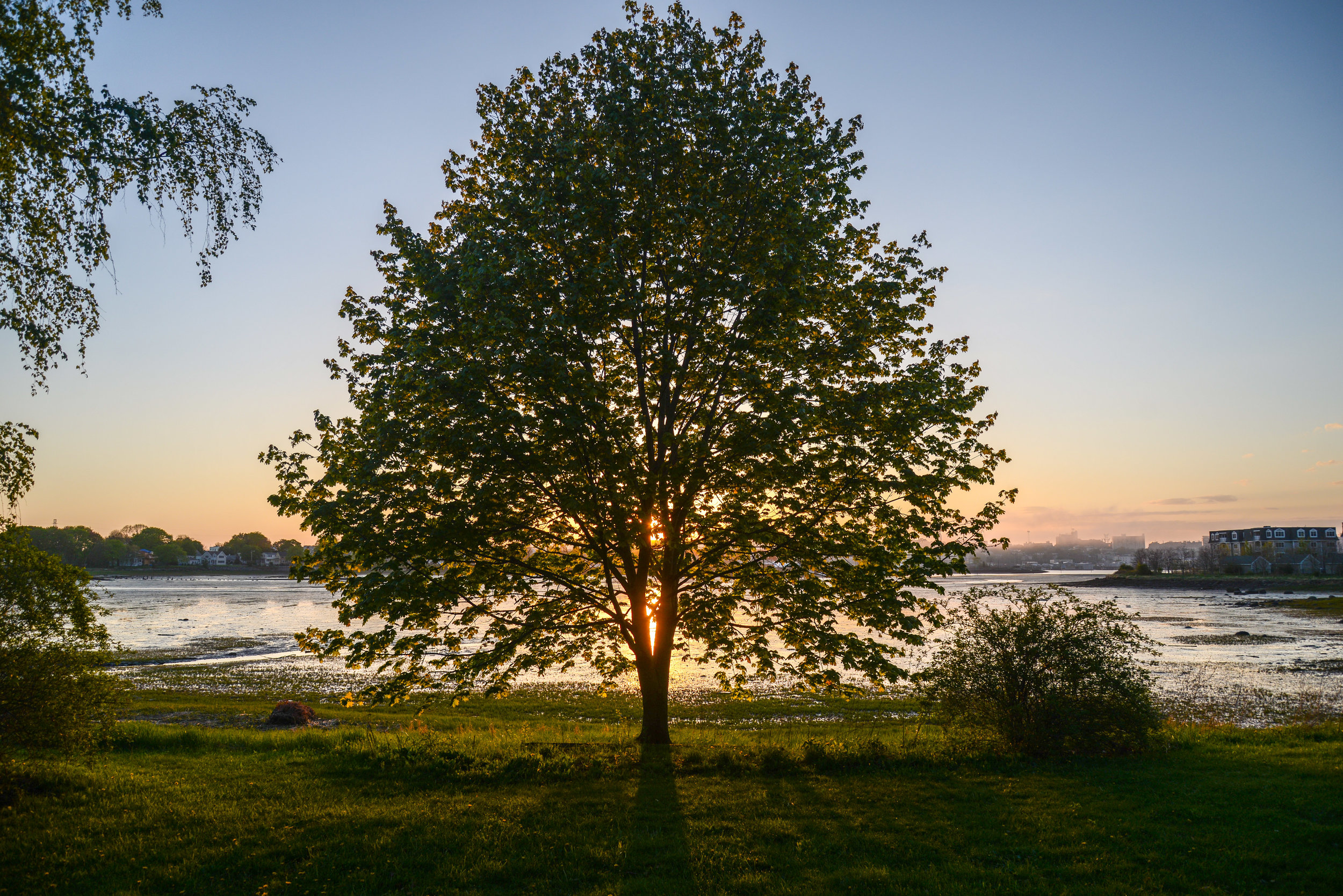 May_2014_Portland_Maine_20140517-DSC_1723 By Corey Templeton South Portland Tree at Sunset large.jpg