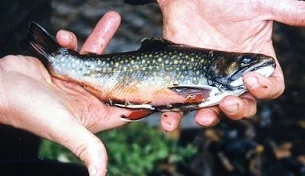 A trout from the pond