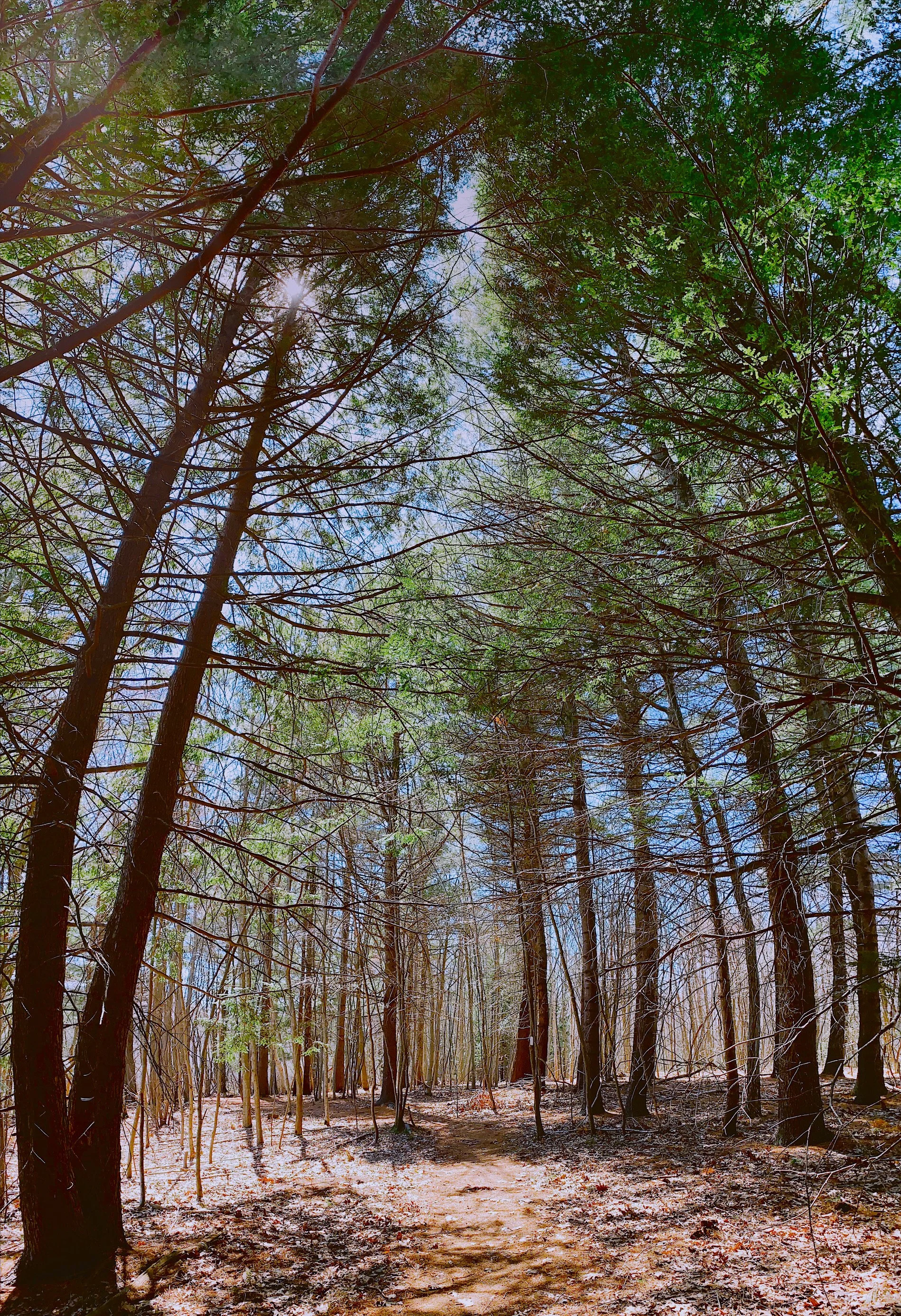 Basic Trail Care Skill-Building – South Portland Trail Days
