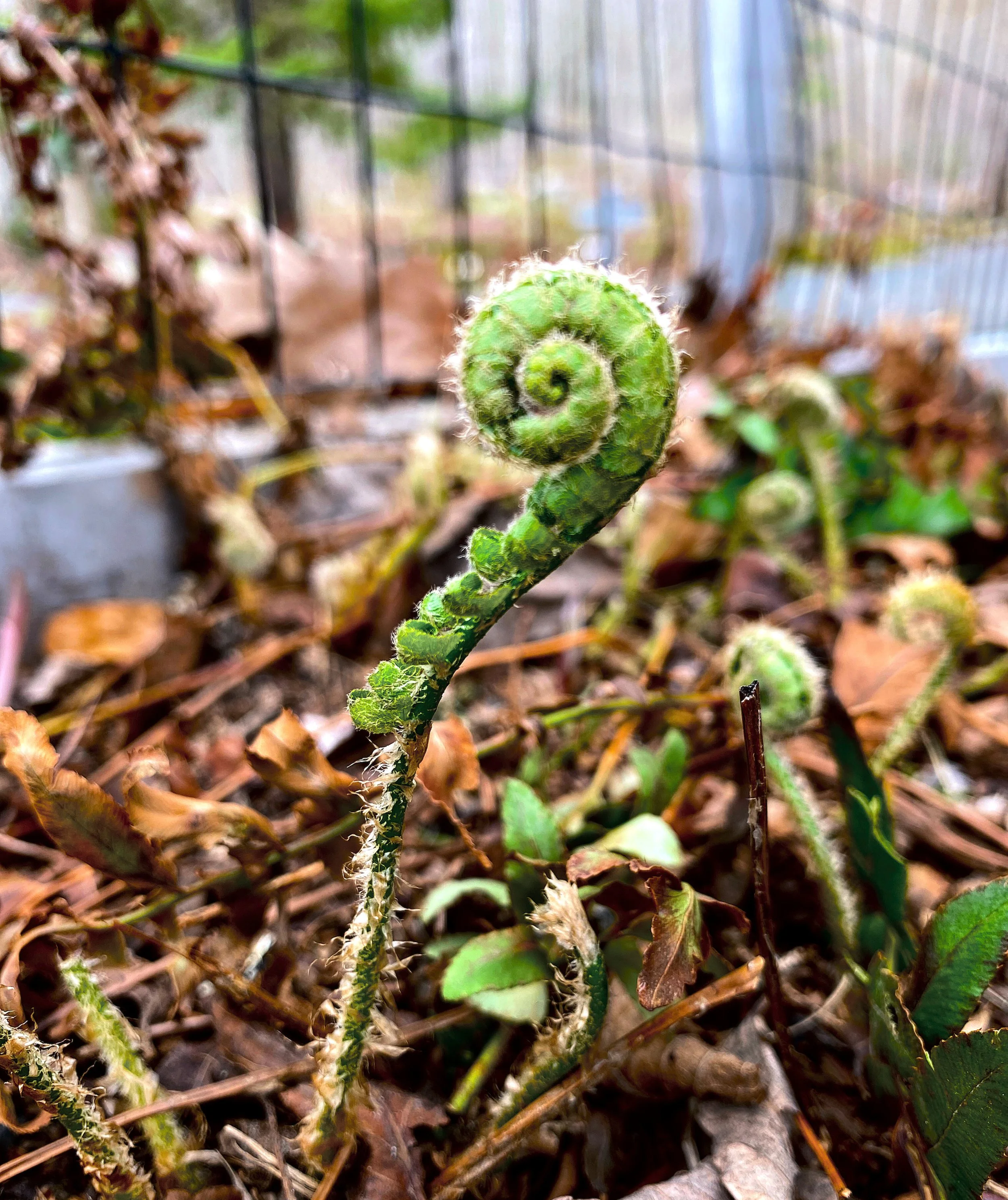 A fiddlehead at Dow's Woods